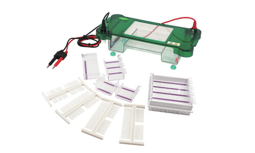 Horizontal Electrophoresis YR03417: Adapting to Clinical, Industrial, Food, Veterinary, and Educational Sectors 2026